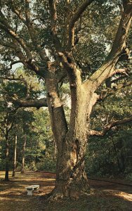 Vintage Postcard 1966 Old Oak Elizabethan Garden Roanoke Island North Carolina