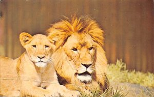 Lion and cub Bronx zoo, New York, USA Zoos Unused 