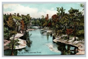 Vintage 1910's Postcard Palm Tree Forest along the Suwannee River Georgia