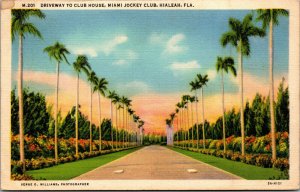 Vtg 1930s Driveway to Club House Miami Jockey Club Hialeah Florida FL Postcard