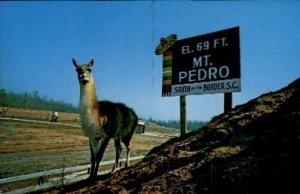 Llama on Mount Pedro - South of the Border, South Carolina SC Postcard