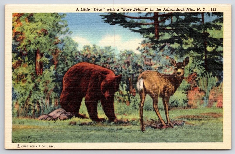 Little Bear With Bare Behind In Adirondacks Mountain New York NY Postcard