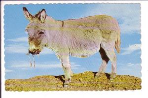 Baby Burro,  Published in Colorado