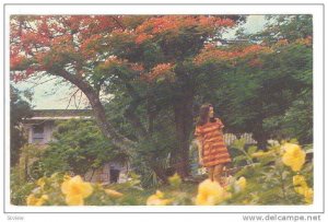 Picturesque Park in the U.S. Virgin Islands,  40-60s