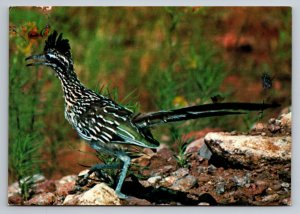 The Curious Road Runner Vintage Unposted Arizona Postcard