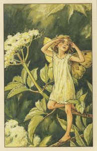Elder Flower Fairy From WW2 Book Stunning Postcard