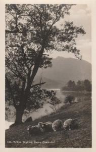 RPPC Sheep in Ealry Morning - Rydal Water, Cumbria, England