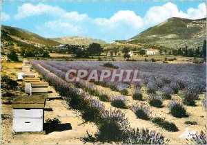 Postcard Modern Provence Picturesque A Apiary and Lavender Field Bee Hive