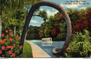 Florida Silver Springs Horse Shoe Palm  1951 Curteich