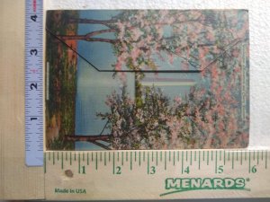 Postcard Folder Washington Monument and Cherry Blossoms, Washington, D. C.