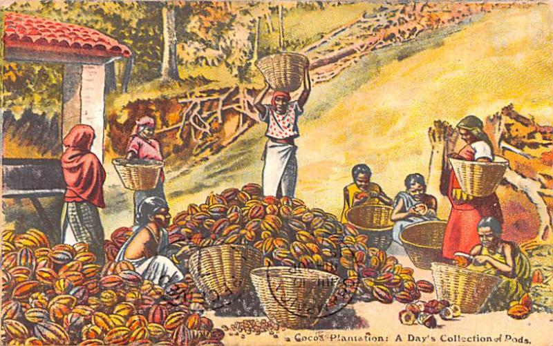 Cocoa Plantation Advertising 1909 