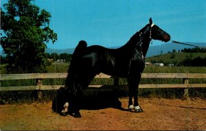 Champion Tennessee Walking Horse