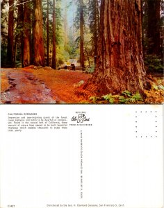 California Redwoods (15584