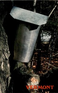 Vermont Maple syrup Sugaring season Sap bucket Weather Postcard