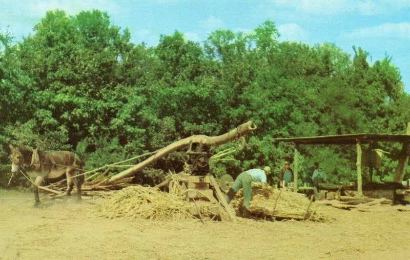 Postcard Making Sorghum Molasses Down South.