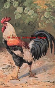 Alfred Schonian, Unknown No 245, Faverolles Rooster