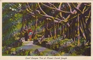 Florida Miami Giant Banyan Treet With A Diameter Of Over One Houndred Feet