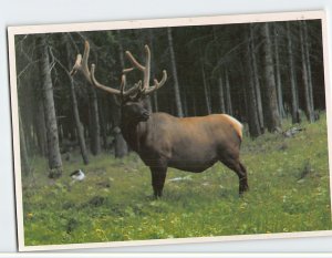 Postcard Elk, The Canadian Rockies, Canada