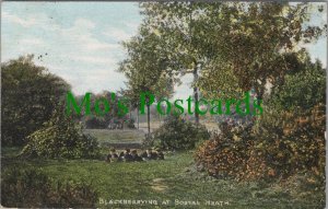 London Postcard - Fruit Picking - Blackberrying at Bostal Heath  RS29758