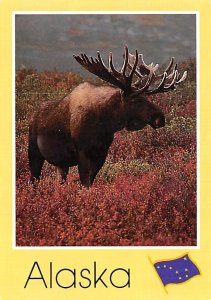 Moose   Alaska 