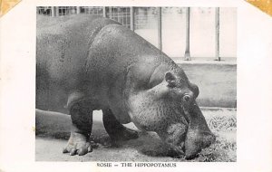 Rosie Hippopotamus New York, USA 1953 tape on top corners, real photo