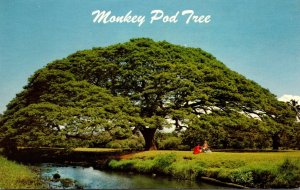 Hawaii Beautiful Monkey Pod Tree