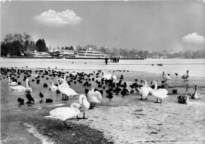 B44661 Starnberger See im Winter boats bateaux birds  germany