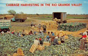 The Rio Grande Valley Cabbage Harvesting  - Rio Grande Valley, Texas TX  