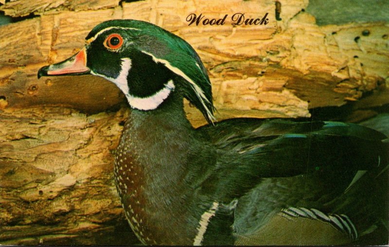 Birds Male Wood Duck