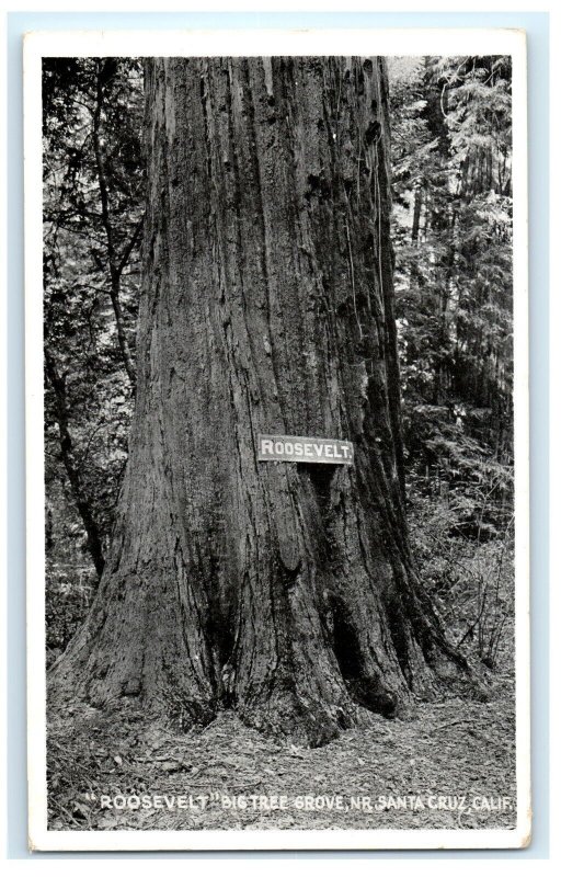 Roosevelt Big Tree Grove Santa Cruz CA California Postcard (EY17)