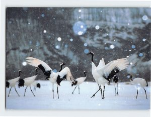 Postcard Japanese Crane Japan