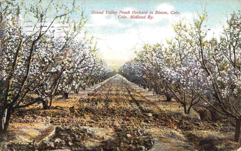 Grand Valley Peach Orchard in Bloom CO Midland Railway Colorado 1910 postcard