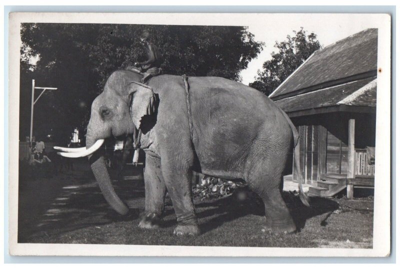 c1940's Male Elephant House Siam Thailand RPPC Photo Unposted Postcard