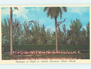 Chrome HORSE RACING SCENE Miami Florida FL AG5485