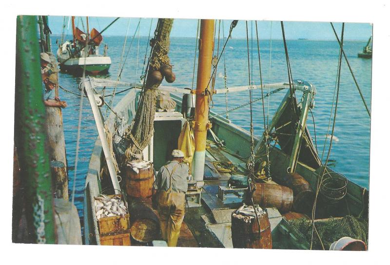 Massachusetts Unloading Fish from a Cape Cod Fishing Boat Vintage Postcard