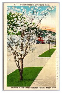 Main Street View Springtime Dogwoods Gatlinburg Tennessee UNP Linen Postcard N26