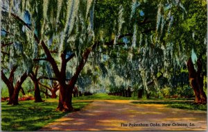 Vtg 1940 The Pakenham Oaks Cathedral of Oaks New Orleans Louisiana LA Postcard