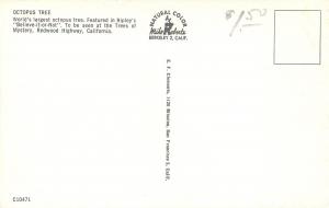 Redwood Highway California~Octopus Tree~1950s PC