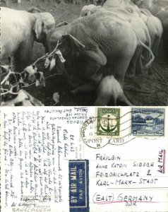 east pakistan, BANGLADESH, Elephant Khedda, Stockade Trap (1963) RPPC Postcard 1