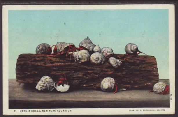 Hermit Crabs,New York Aquarium,NY Postcard 