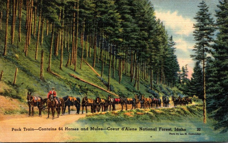 Idaho Coeur d'Alene National Forest Pack Train With 64 Horses and Mules