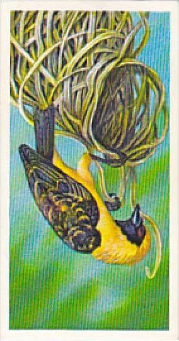 Brooke Bond Vintage Trade Card Incredible Creatures 1986 No 40 Weaver Bird