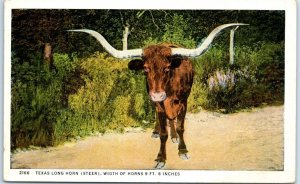 Postcard - Texas Long Horn (Steer) - Texas