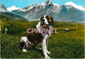 'Postcard Modern Vallee d''Aosta copy of a St. Bernard dog'