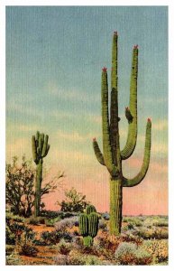 Postcard NATURE SCENE Phoenix Arizona AZ AP8513