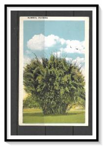 Florida, Bamboo - Scenic View - [FL-030]