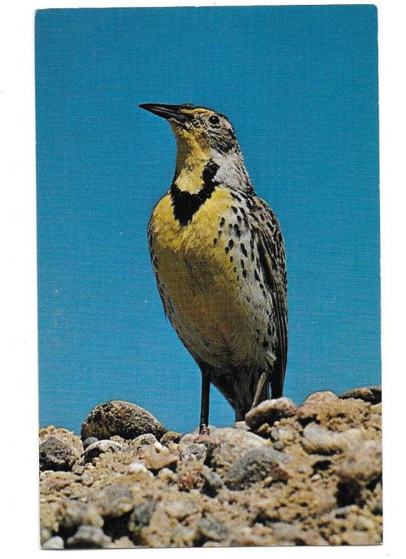 Meadowlark the State Bird of Wyoming