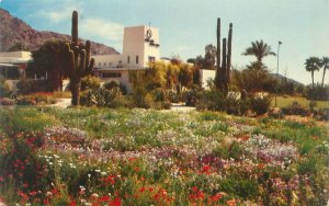 Scottsdale Arizona Camelback Inn, Palms & Cactus Vintage Chrome Postcard Unused