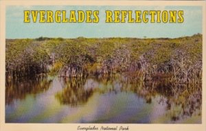 Florida Everglades National Park Mangrove Trees