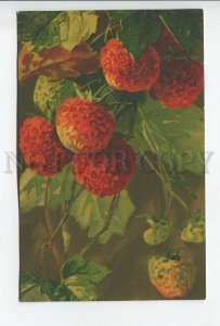 462060 Catharina KLEIN Ripe Strawberry Vintage postcard